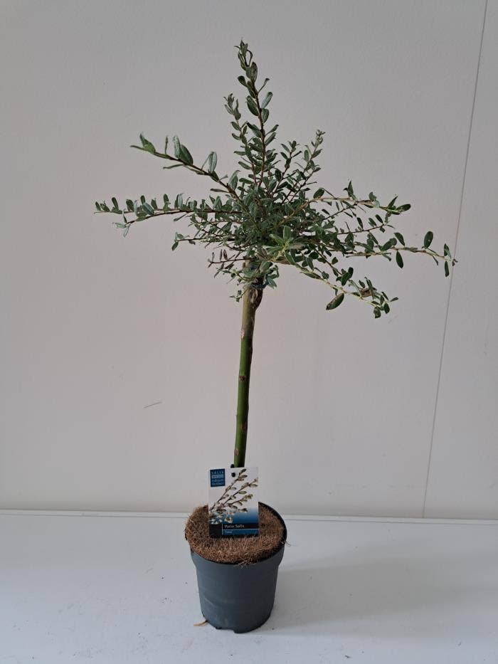 Salix Voorthuizen / Iona