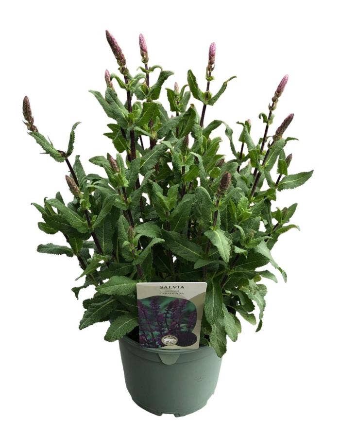 Salvia 'Caradonna' (P)