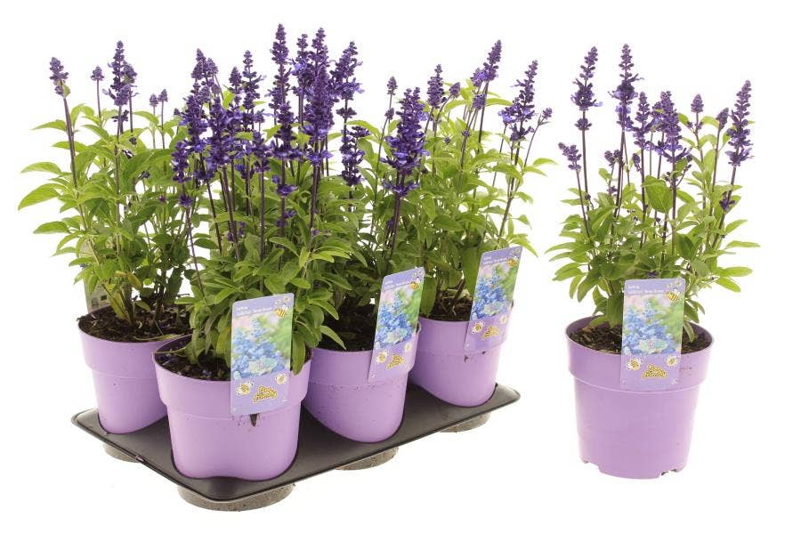 Salvia far. 'Deep Ocean'