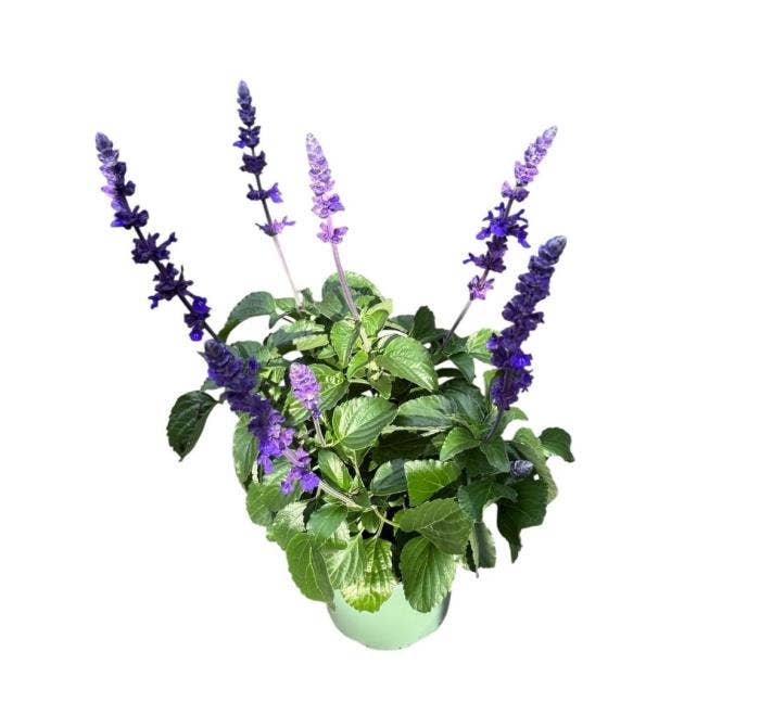 Salvia far. 'Mystic Spire'