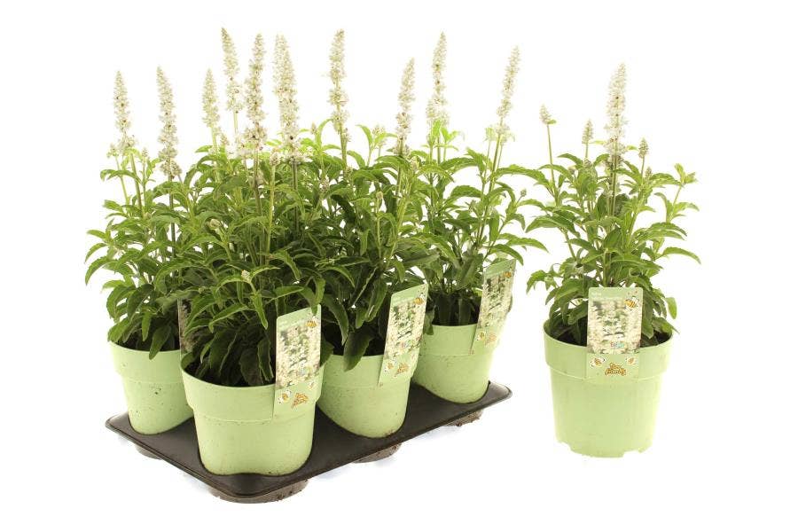 Salvia far. 'Snow White'