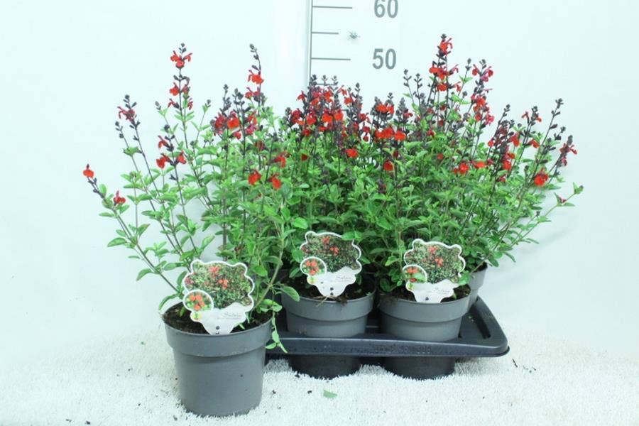 Salvia gre. 'Royal Bumble' 