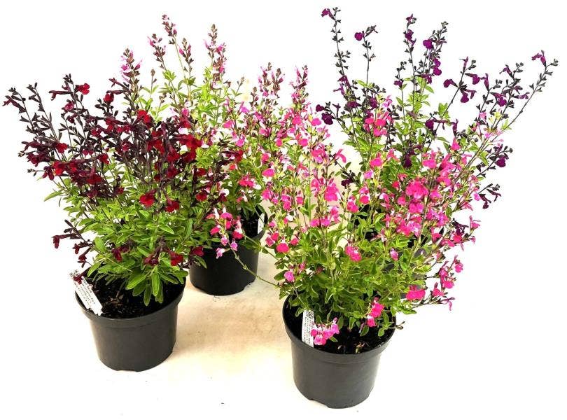 Salvia jam. 'Magical River'