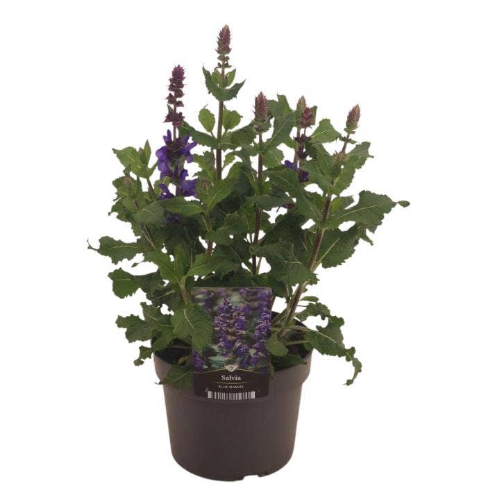 Salvia Marvel Blue