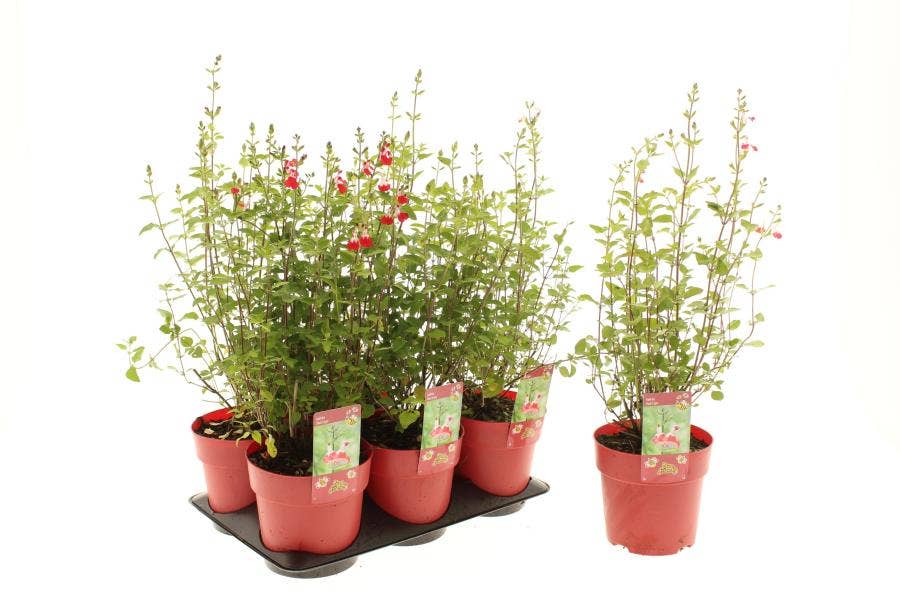 Salvia micr. 'Hot Lips'