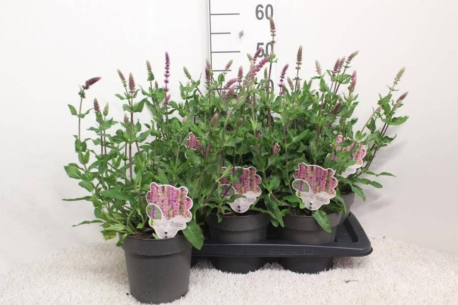 Salvia nem. 'Amethyst' 