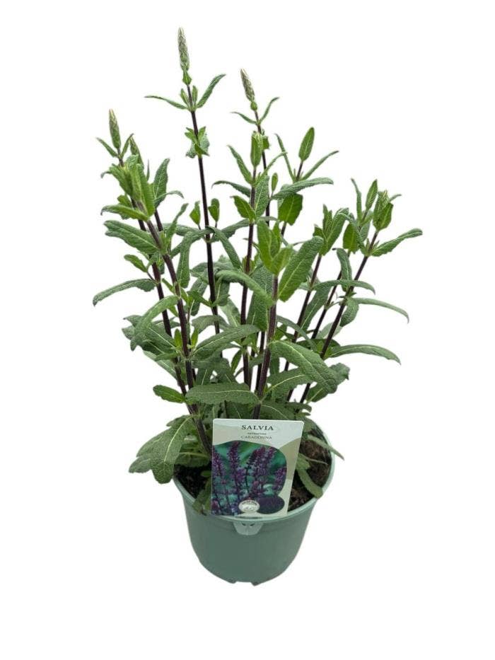 Salvia nem. 'Caradonna' PT