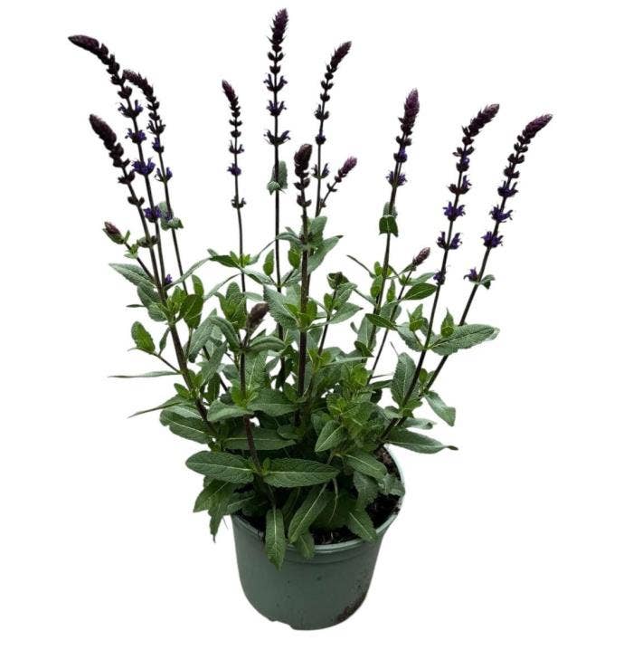 Salvia nem. 'Caradonna'