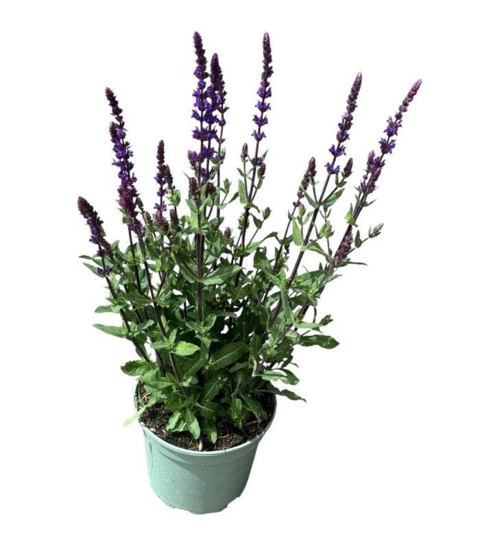 Salvia nem. 'Caradonna'