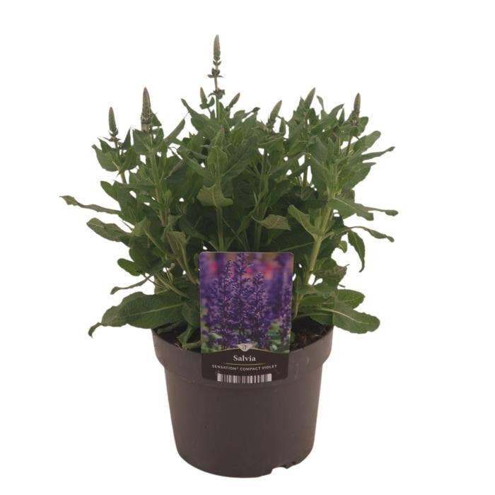 Salvia nem. 'Compact Violet' 