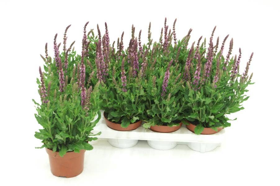 Salvia nem. 'Deep pink'