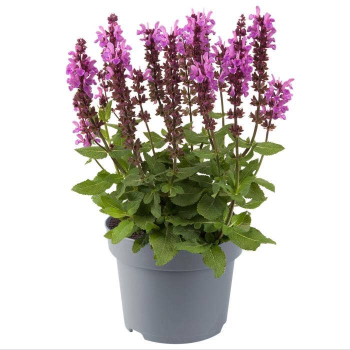 Salvia nem. 'Marvel Rose'