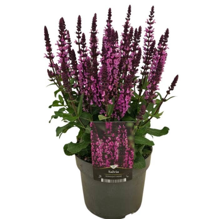 Salvia nem. 'Midnight Rose'