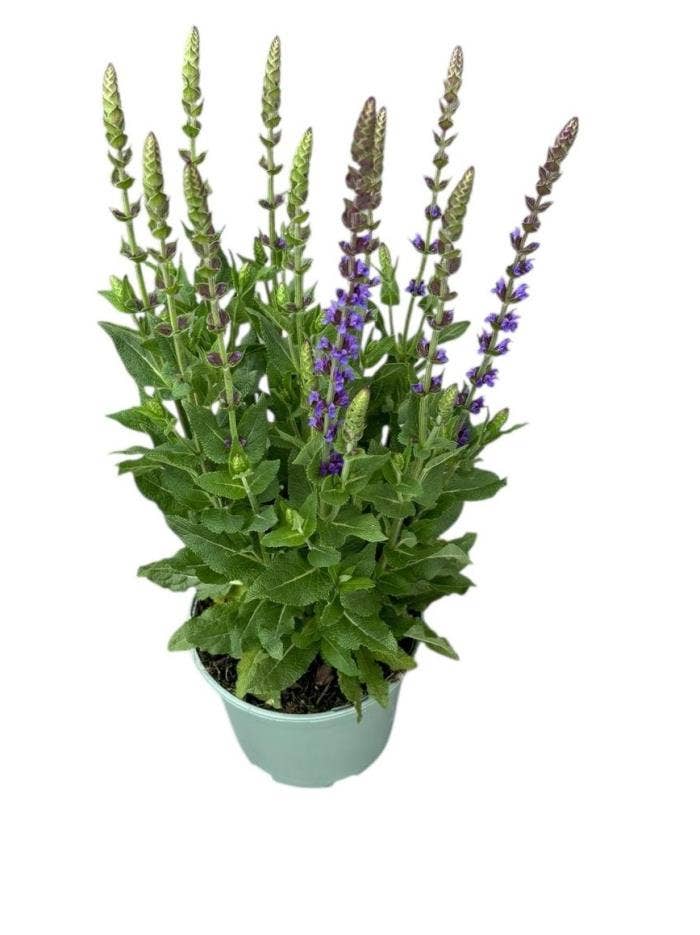 Salvia nem. 'Ostfriesland'