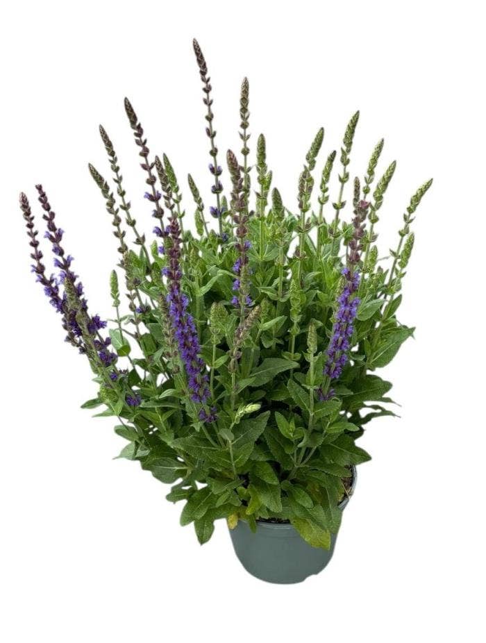 Salvia nem. 'Ostfriesland'