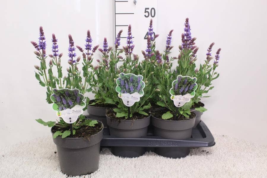 Salvia nem. 'Salute Ice Blue' 