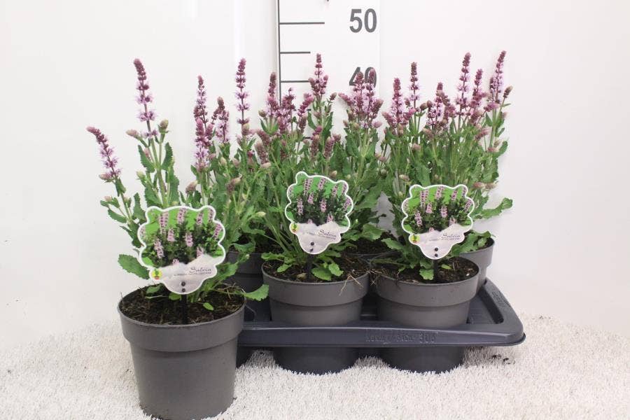 Salvia nem. 'Salute Light Pink' 