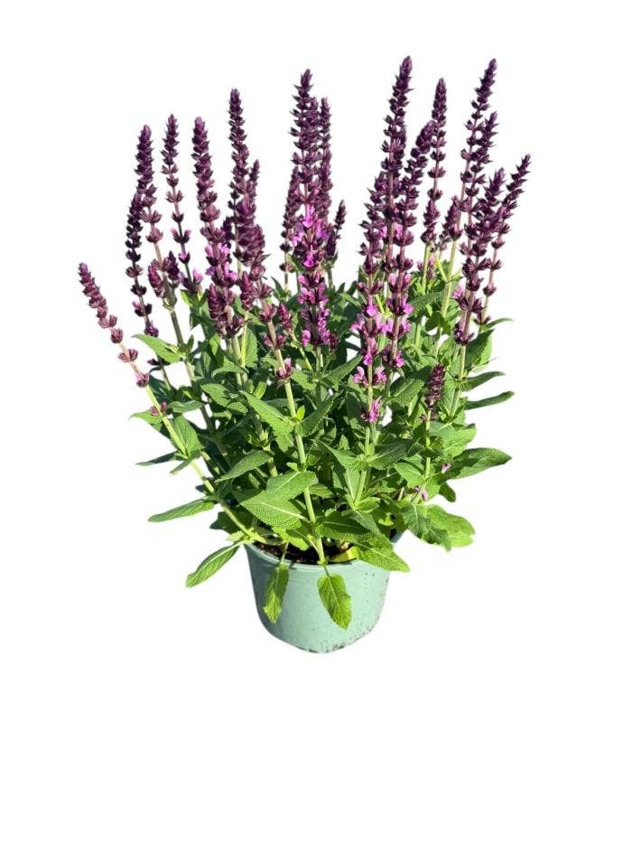 Salvia nem. 'Sensation Pink'