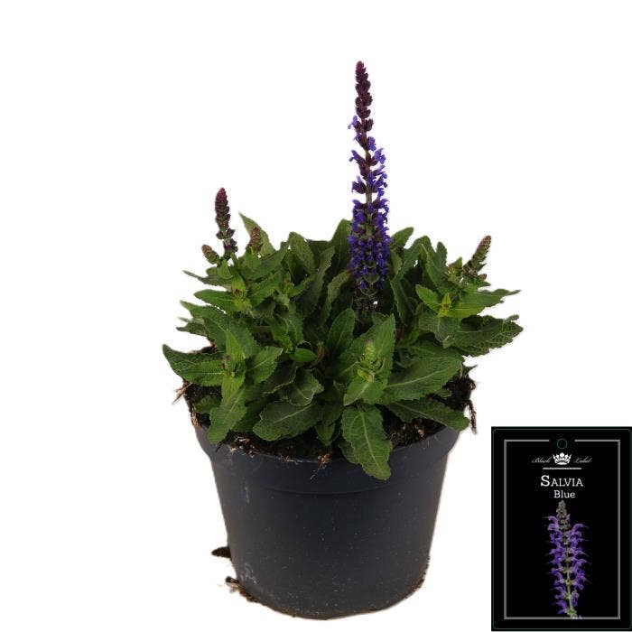 Salvia nemorosa Blue