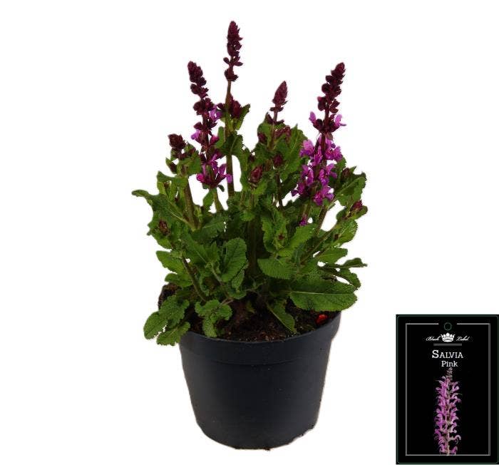 Salvia nemorosa Pink