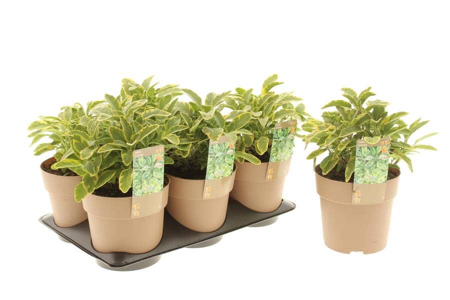 Salvia off. 'Ictrina' 