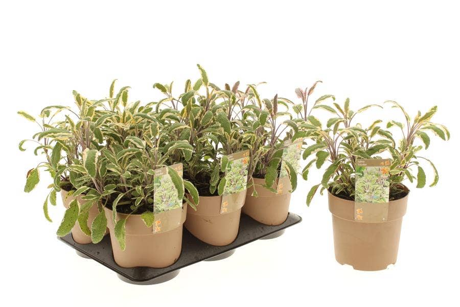 Salvia off. 'Tricolour'