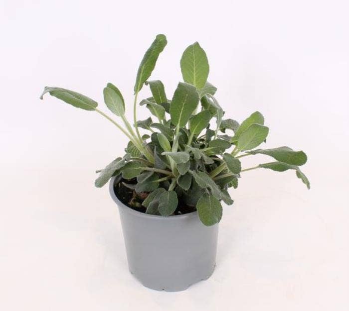 Salvia officinalis large leaf