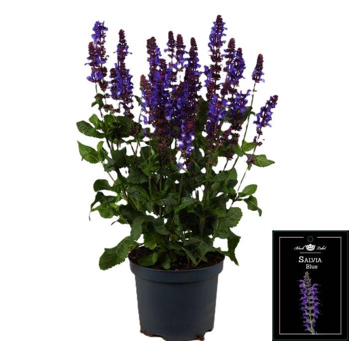 Salvia pra. 'Fashionista Blue'