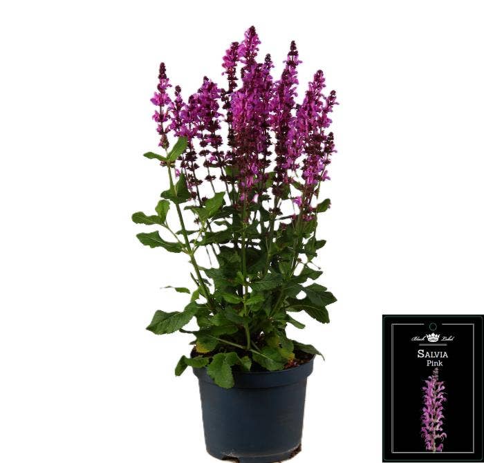 Salvia pra. 'Fashionista Pink'