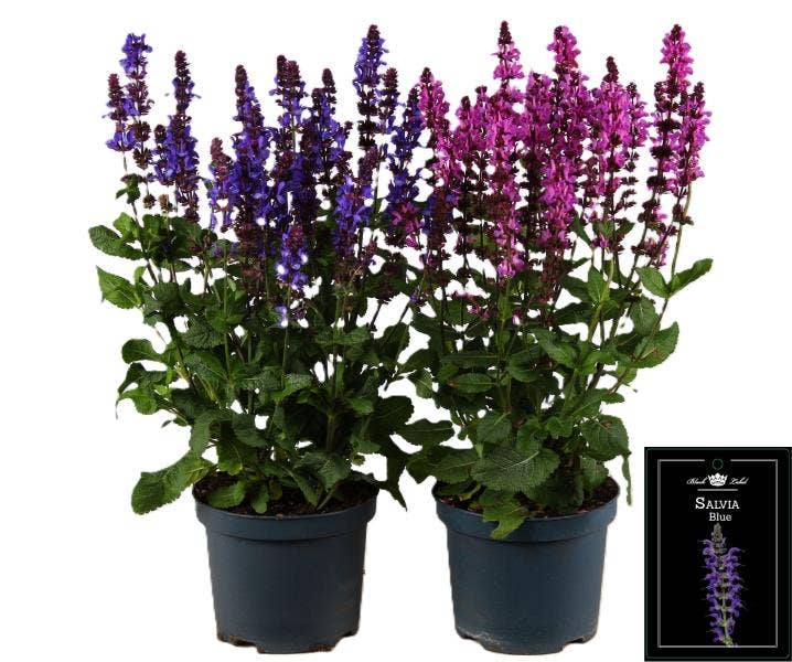 Salvia pra. 'Fashionista'