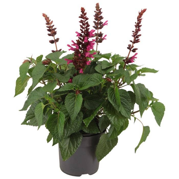 Salvia sal. 'Lake Flamingo'