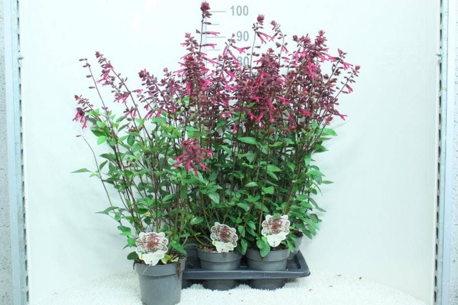 Salvia sal. 'Salmia Dark Purple'