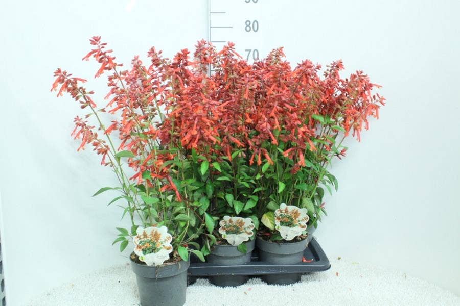 Salvia sal. 'Salmia Orange'