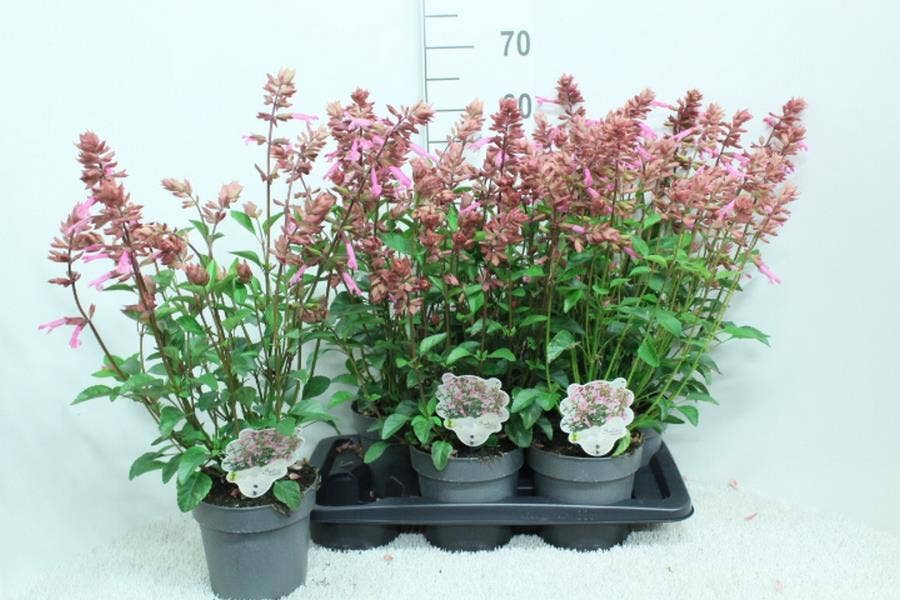 Salvia sal. 'Salmia Pink'