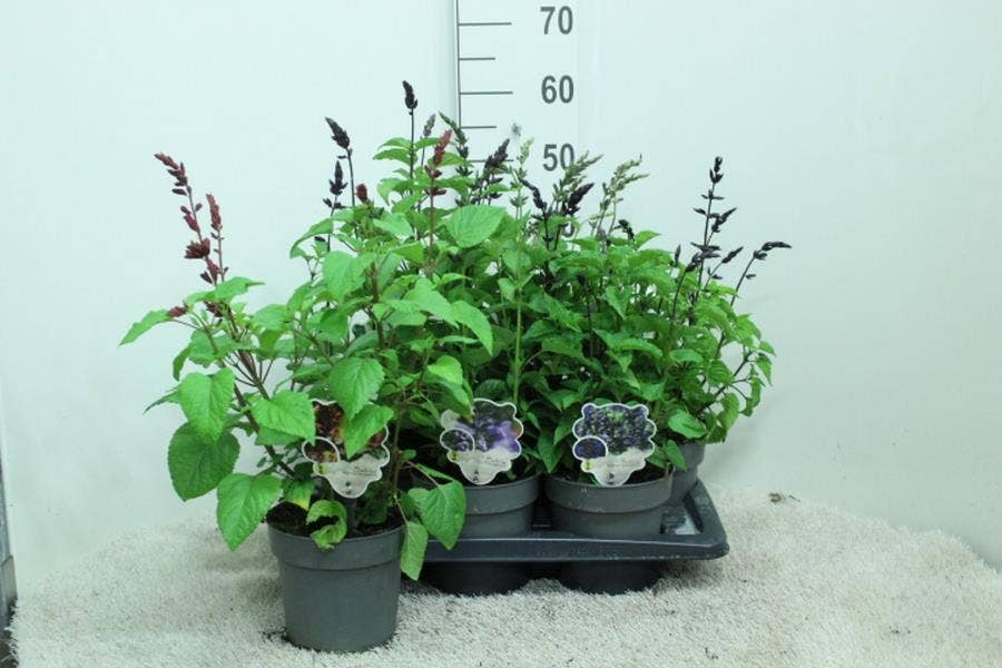 Salvia Salgoon 'Lake Blue Berry' 
