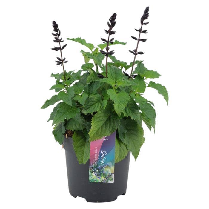 Salvia salgoon Lake Blueberry p17 (NL)