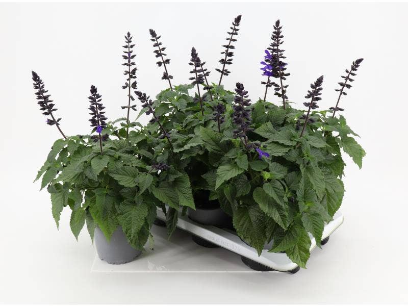 Salvia Salgoon Lake Blueberry 