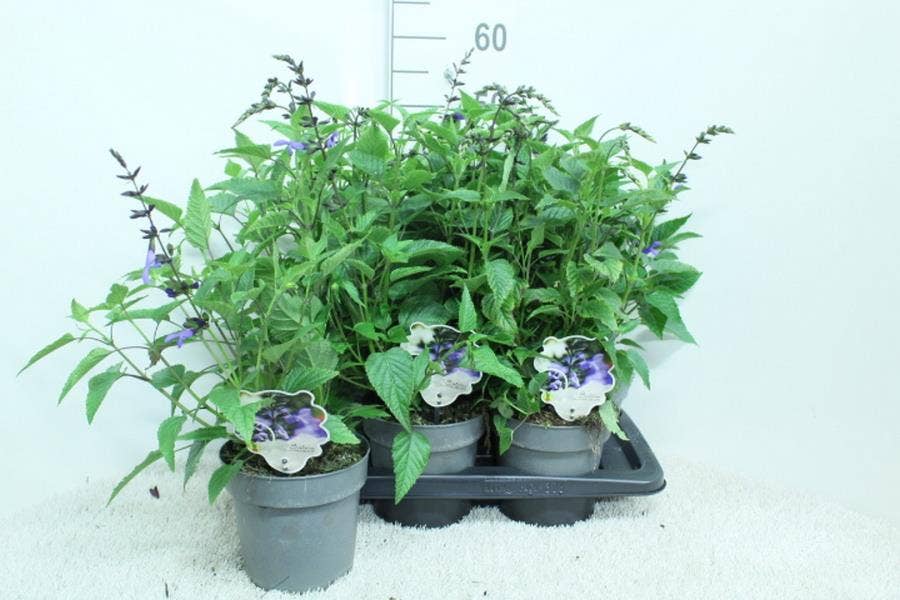 Salvia Salgoon 'Lake Como' 