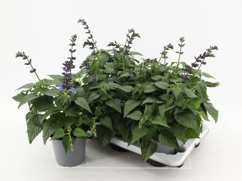 Salvia Salgoon Lake Como 