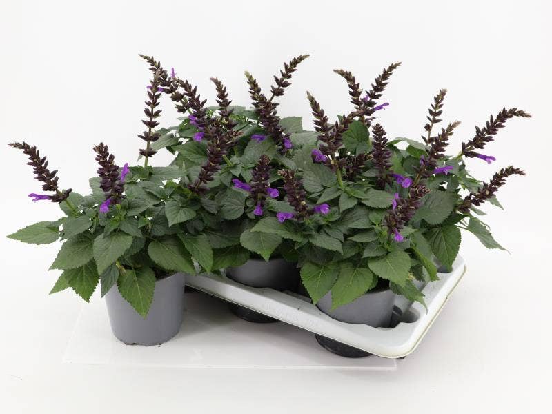 Salvia Salgoon Lake George 