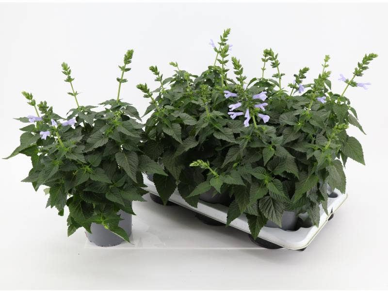 Salvia Salgoon Lake Silvretta 