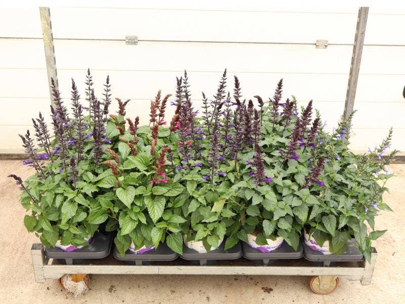 Salvia Salgoon