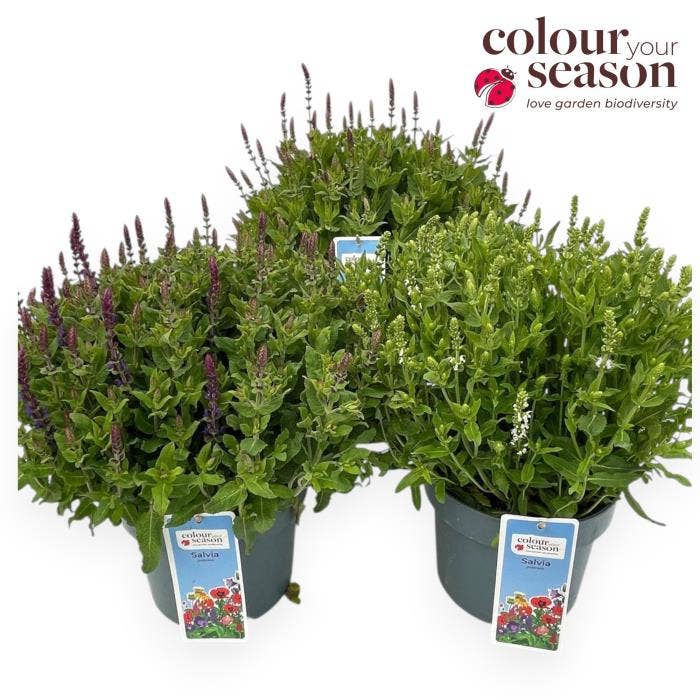 Salvia Sensation