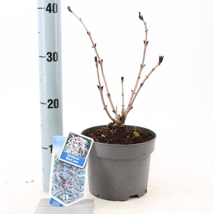 Sambucus nig. 'Black Lace'