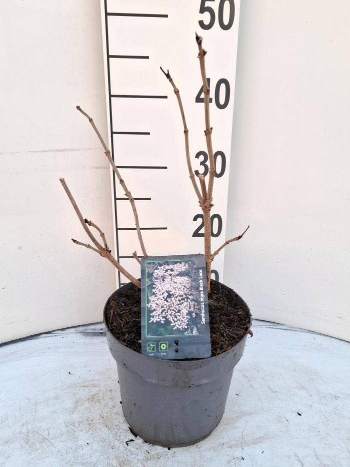 Sambucus nig. 'Black Lace'