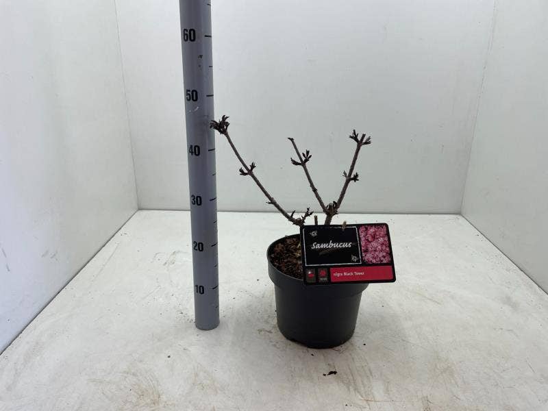 Sambucus nig. 'Black Tower'
