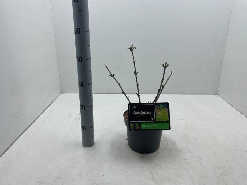 Sambucus nig. 'Golden Tower'
