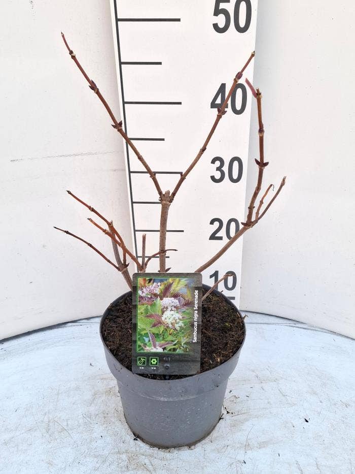 Sambucus nig. 'Serenade'