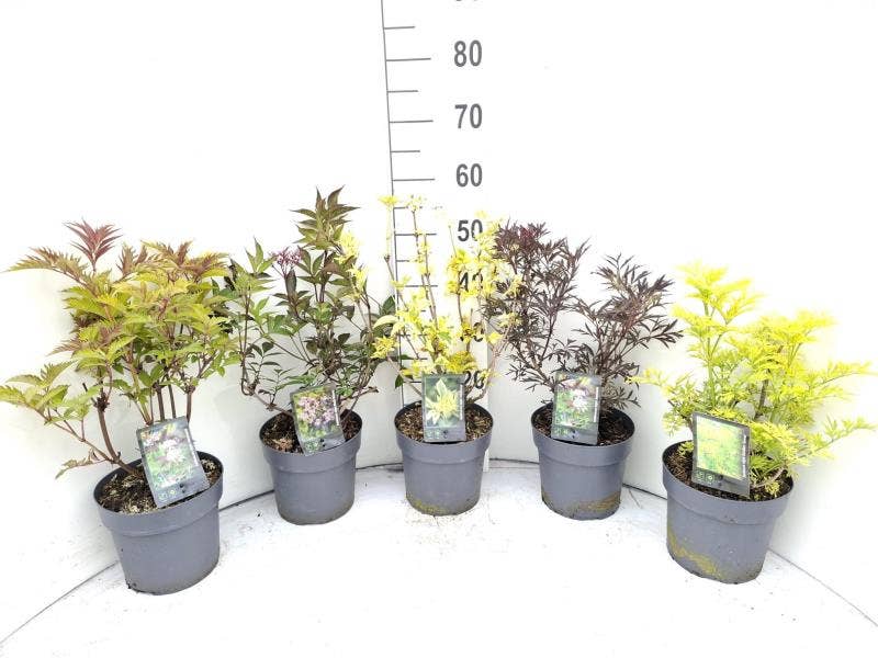 Sambucus