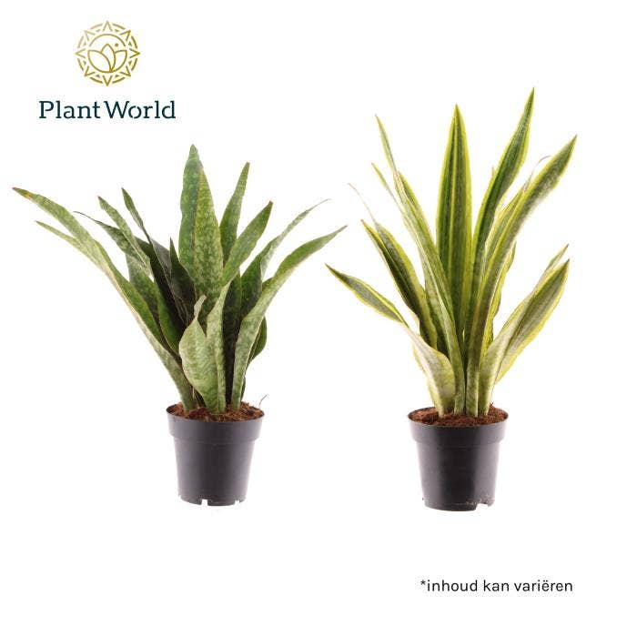 Sansevieria aubrytniana